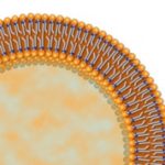 What are Liposomes
