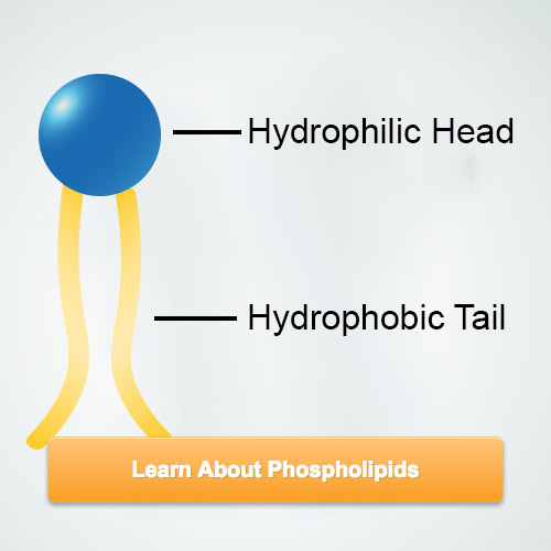 learn-about-phospholipids